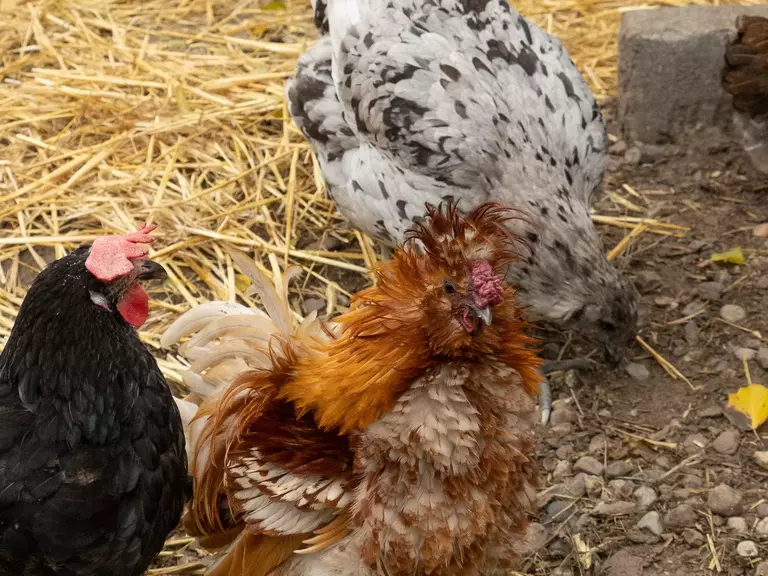 Die Hühner Camilla, Napoleon und Cindy.