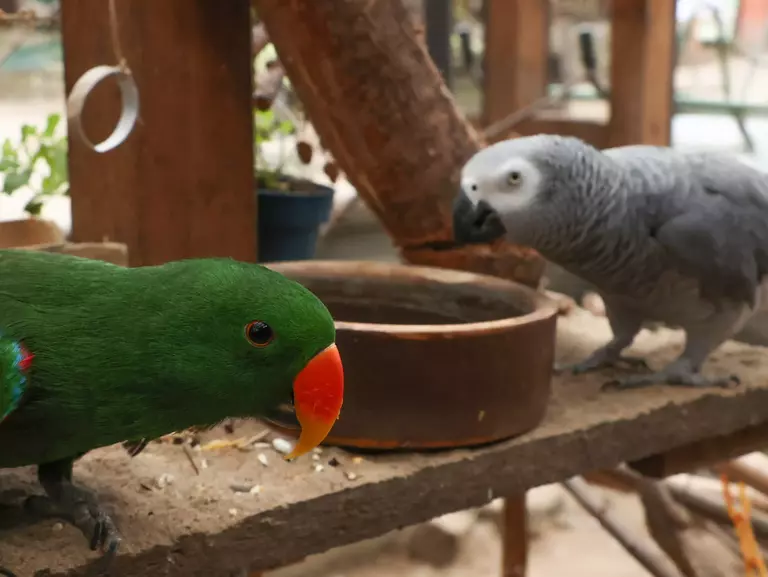 Die Papageien Cocos und Coco.