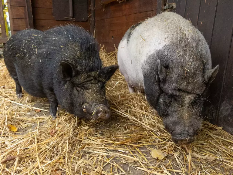 Die Schweine Paul und Fritzi.